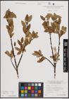 Foto von Salix foetida Schleich. ex DC. x Salix helvetica Vill.